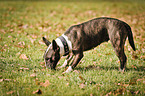 Miniature Bull Terrier