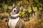 Miniature Bull Terrier Portrait