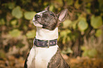 Miniature Bull Terrier Portrait