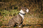 sitting Miniature Bull Terrier