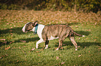 walking Miniature Bull Terrier