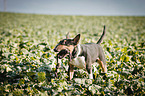 Miniature Bull Terrier