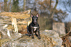 sitting Miniature Bullterrier