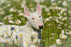 Miniature Bullterrier Portrait