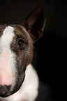 Miniature Bullterrier