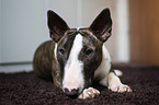 Miniature Bullterrier