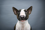 Miniature Bullterrier