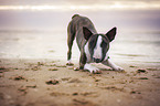 Miniature Bullterrier