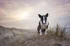 Miniature Bullterrier