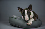 Miniature Bullterrier