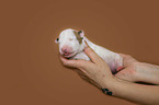 Miniature Bull Terrier Puppy