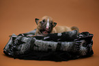 Miniature Bull Terrier Puppy