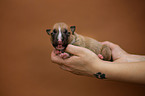 Miniature Bull Terrier Puppy