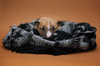 Miniature Bull Terrier Puppy