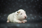 Miniature Bull Terrier Puppy