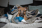 Miniature Bull Terrier Puppy