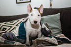 Miniature Bull Terrier Puppy