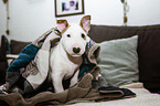 Miniature Bull Terrier Puppy