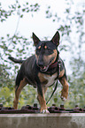 Miniature Bullterrier