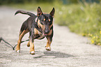running Miniature Bullterrier