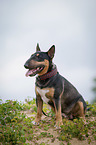 sitting Miniature Bullterrier