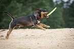 running Miniature Bullterrier