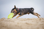 running Miniature Bullterrier