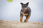 running Miniature Bullterrier