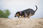 running Miniature Bullterrier