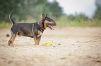 standing Miniature Bullterrier
