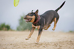 running Miniature Bullterrier