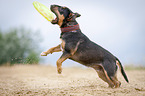 running Miniature Bullterrier