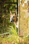 Miniature Bullterrier