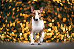 running Miniatur Bull Terrier