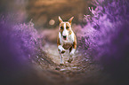 running Miniatur Bull Terrier