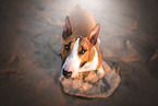 standing Miniatur Bull Terrier