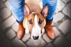 Miniatur Bull Terrier with a human