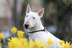 Miniatur Bullterrier portrait