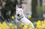 sitting Miniatur Bullterrier