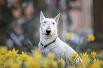 sitting Miniatur Bullterrier