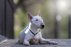 lying Miniatur Bullterrier