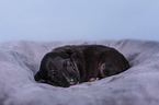 Miniature Bull Terrier puppy