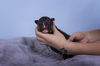 Miniature Bull Terrier puppy