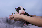Miniature Bull Terrier puppy