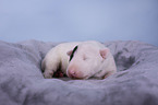 Miniature Bull Terrier puppy