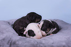 Miniature Bull Terrier puppies