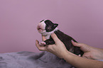 Miniature Bull Terrier puppy