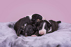 Miniature Bull Terrier puppies