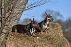 Miniature Bull Terrier