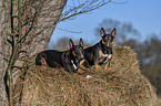 Miniature Bull Terrier